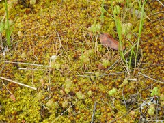 Sedum arenarium