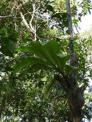 Catasetum integerrimum