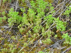 Sedum arenarium