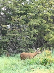 Hippocamelus bisulcus