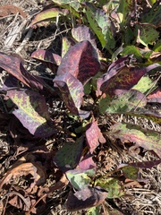 Anemopsis californica