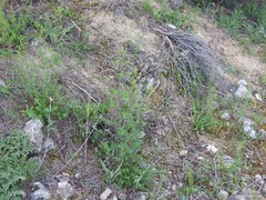 Andryala integrifolia