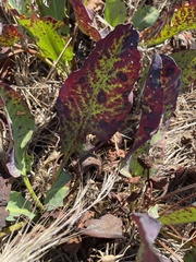 Anemopsis californica