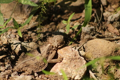 Phrynosoma solare