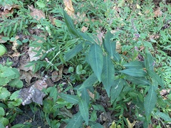 Persicaria longiseta
