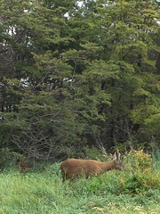 Hippocamelus bisulcus
