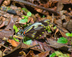 Pieriballia viardi