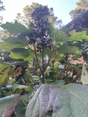 Hydrangea quercifolia