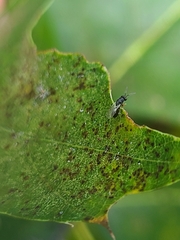 Chalcidoidea