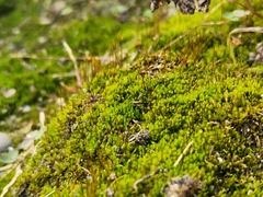 Amblystegium serpens