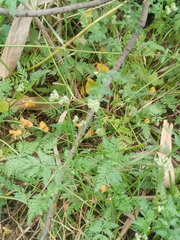 Torilis pseudonodosa