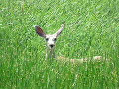 Odocoileus hemionus eremicus
