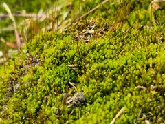 Amblystegium serpens