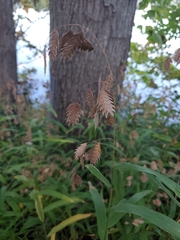 Chasmanthium latifolium