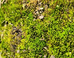 Amblystegium serpens