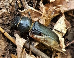 Spondylis buprestoides