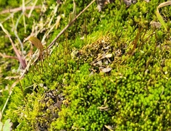 Amblystegium serpens