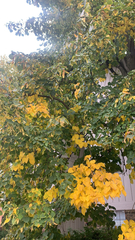 Laburnum anagyroides