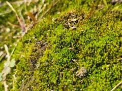 Amblystegium serpens