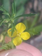 Scoparia montevidensis