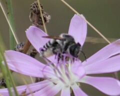 Megachile rotundata