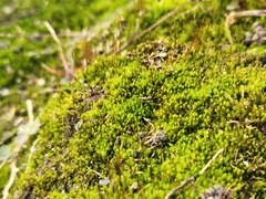 Amblystegium serpens