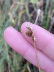 Carex bebbii