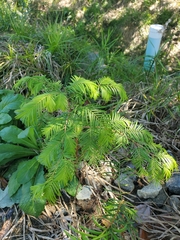 Metasequoia glyptostroboides
