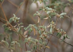Croton monanthogynus