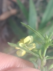 Scoparia montevidensis