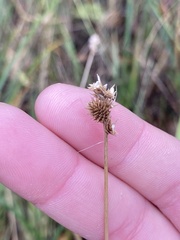 Carex bebbii