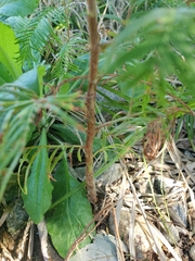 Metasequoia glyptostroboides
