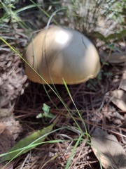 Amanita xylinivolva