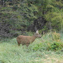 Hippocamelus bisulcus