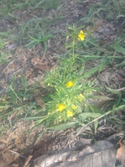 Scoparia montevidensis