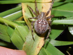 Pararaneus cyrtoscapus