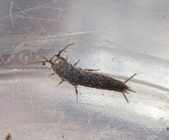 Allacrotelsa spinulata