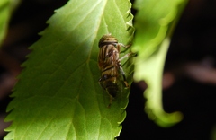 Eristalodes