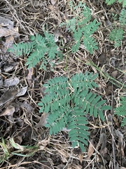 Leucaena