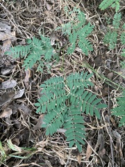 Leucaena