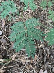 Leucaena