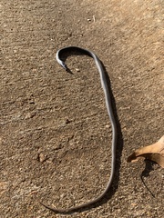 Coluber constrictor constrictor