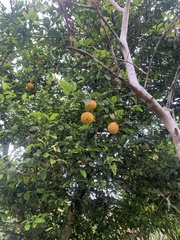 Citrus × taitensis