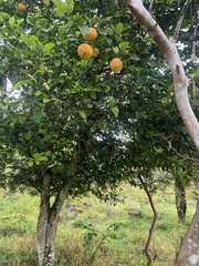 Citrus × taitensis