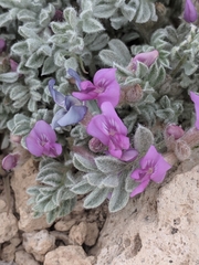 Astragalus purshii