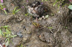 Eupeodes latifasciatus