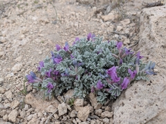 Astragalus purshii