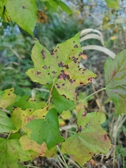 Cercospora liquidambaris