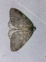 Epirrita dilutata