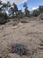 Astragalus purshii